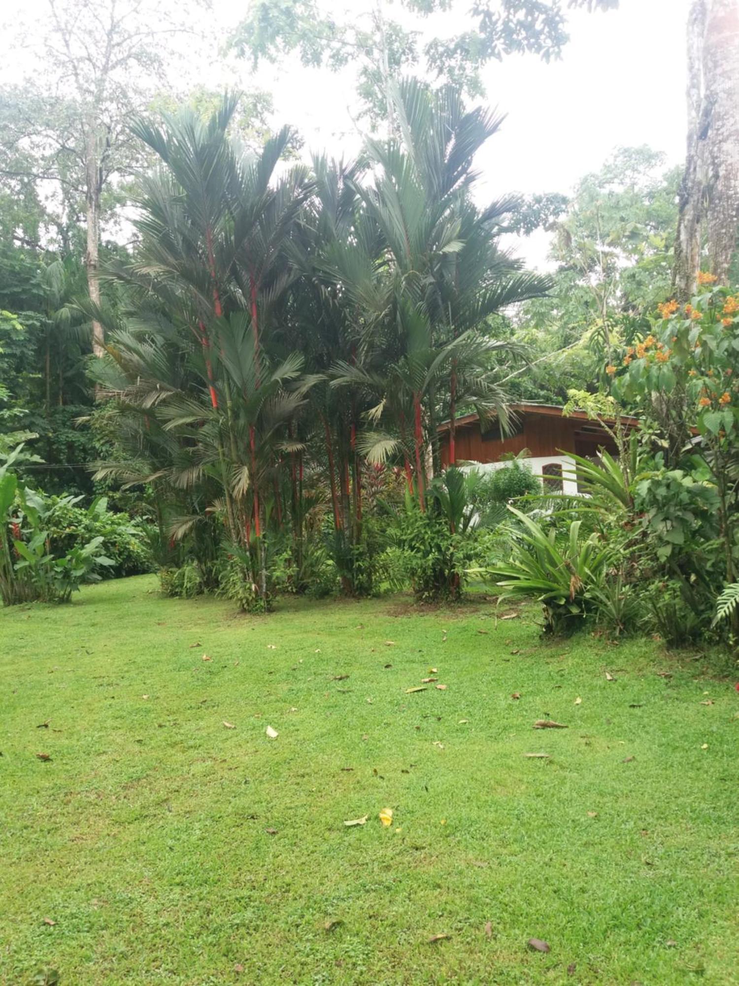 Los Delfines Lodge Puerto Viejo de Talamanca Ngoại thất bức ảnh